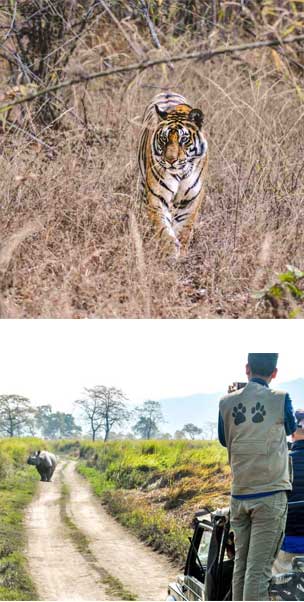 attractions-kaziranga