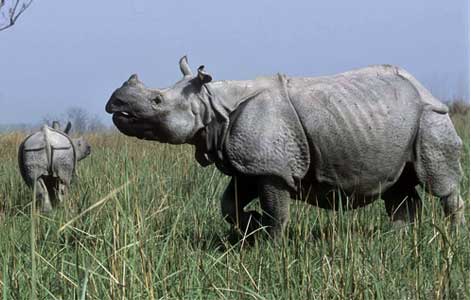 central-kaziranga