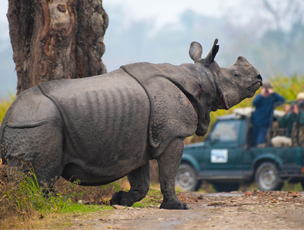 jeep-safaribooking