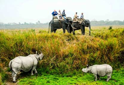 kaziranga-elep