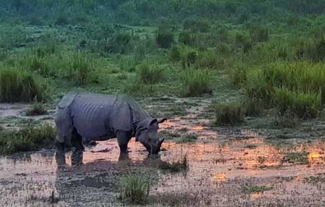 kaziranga-time