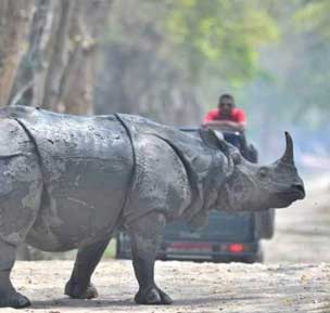 visit-kaziranga